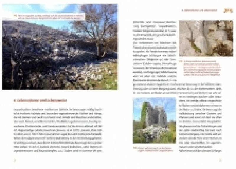 Preview: Die Leopardnatter Zamensis situla